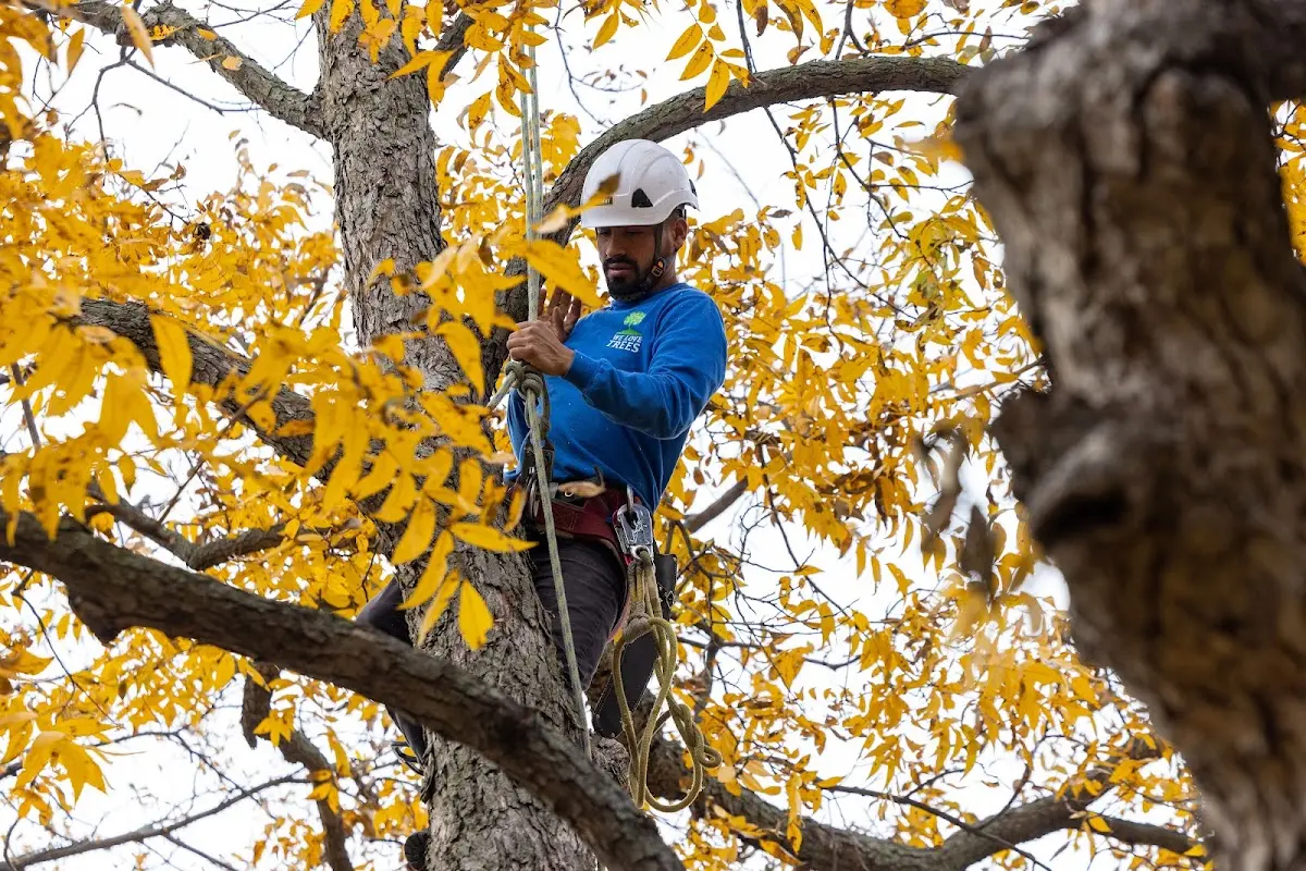 Skilled Storm Damage Cleanup crew working in Edwards